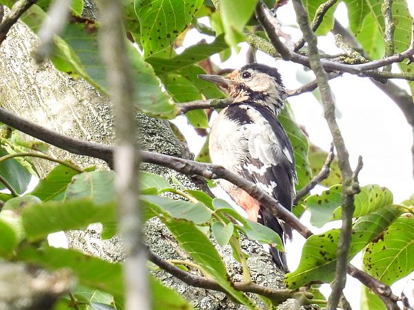 Pic syriaque  - Kacper Mikulski