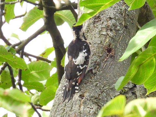 dzięcioł białoszyi  - Kacper Mikulski