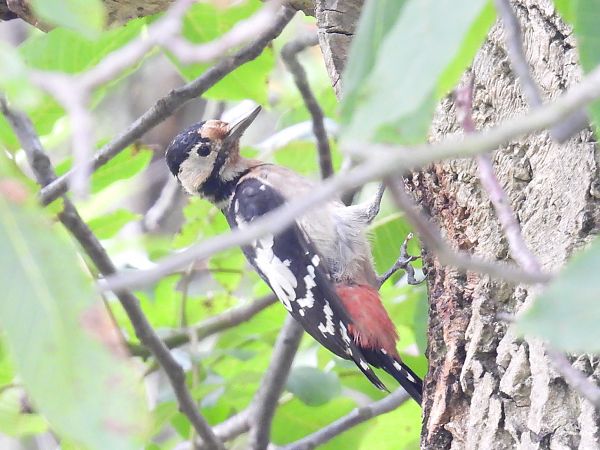 dzięcioł białoszyi  - Kacper Mikulski