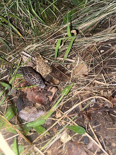 Crapaud calamite  - Romain Batherosse