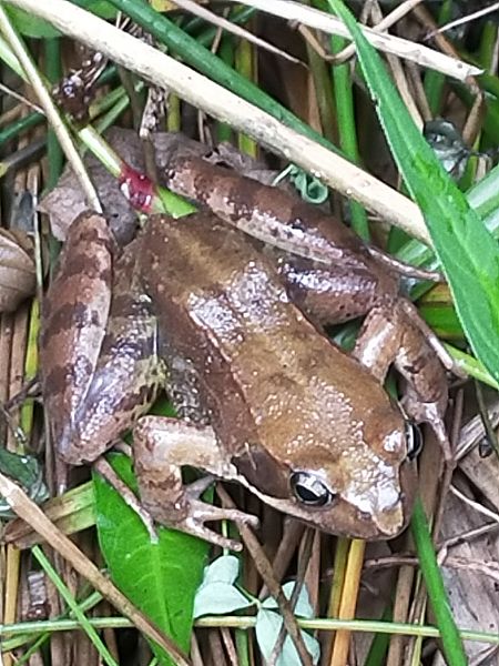 Grenouille agile  - Laurent Aupetit