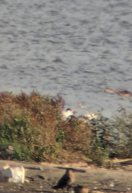 Caspian Tern  - Tomasz Sczansny