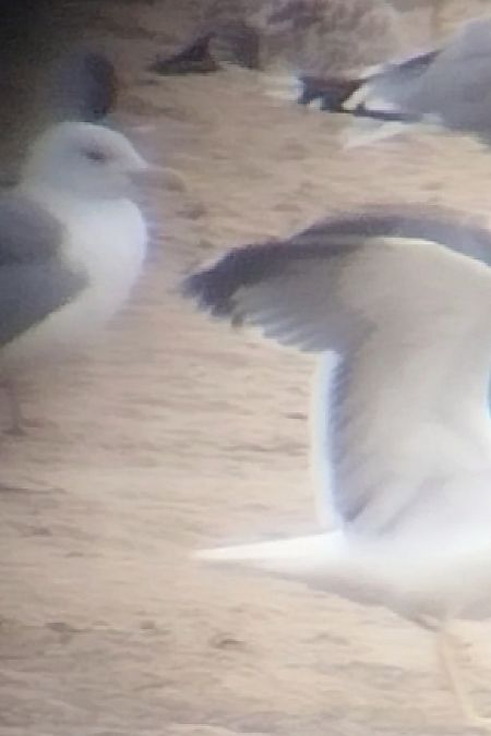 Goéland brun (ssp. graellsii / intermedius)  - Krzysztof Nowak