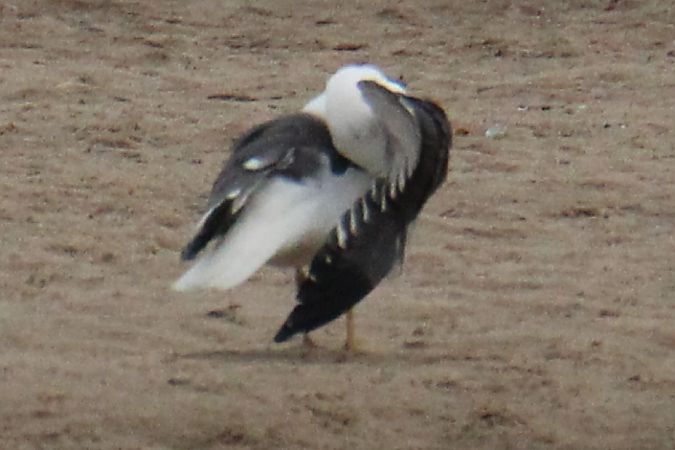 Goéland brun (ssp. graellsii / intermedius)  - Krzysztof Nowak