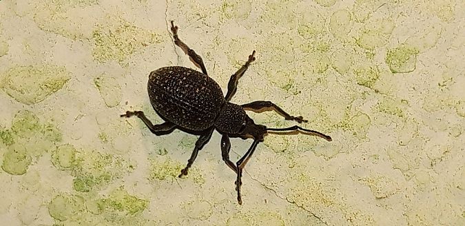 Otiorhynchus sulcatus  - Michele Cento