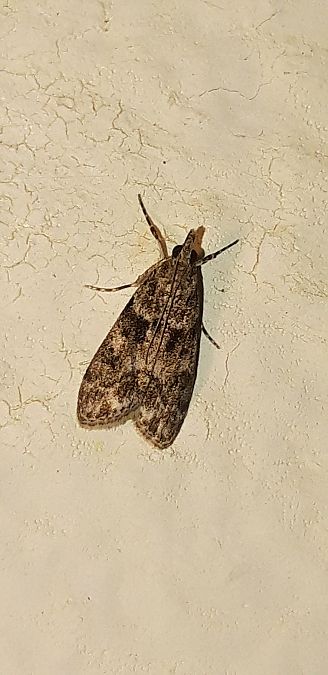 Eudonia mercurella  - Michele Cento