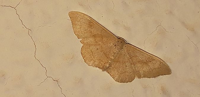 Idaea rubraria  - Michele Cento
