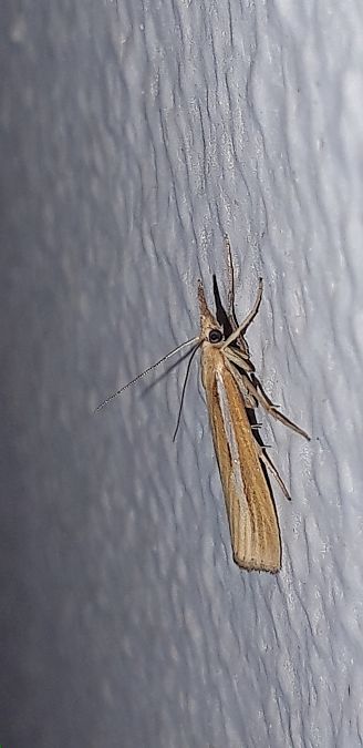 Agriphila tristella  - Michele Cento