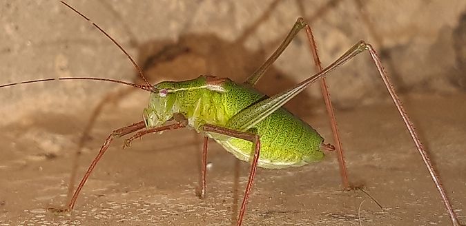 Leptophyes laticauda  - Michele Cento