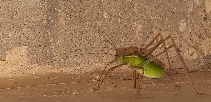 Leptophyes laticauda  - Michele Cento