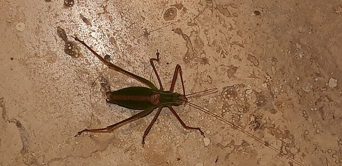Leptophyes laticauda  - Michele Cento