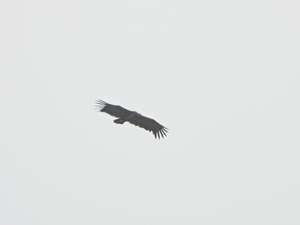 Vautour moine  - Valentin Field