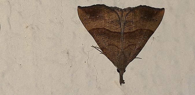Hypena proboscidalis  - Michele Cento