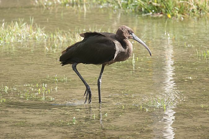 Ibis falcinelle  - Massimo Maldifassi