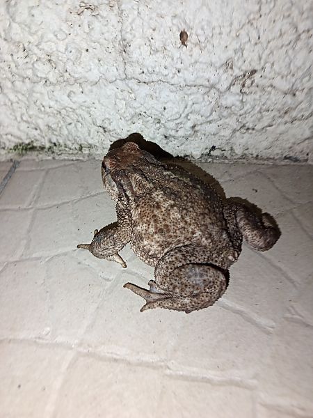 Bufo / Bufotes / Epidalea sp. 