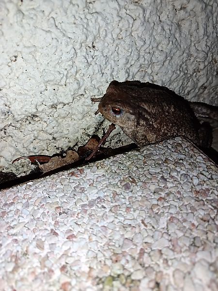 Bufo / Bufotes / Epidalea sp. 