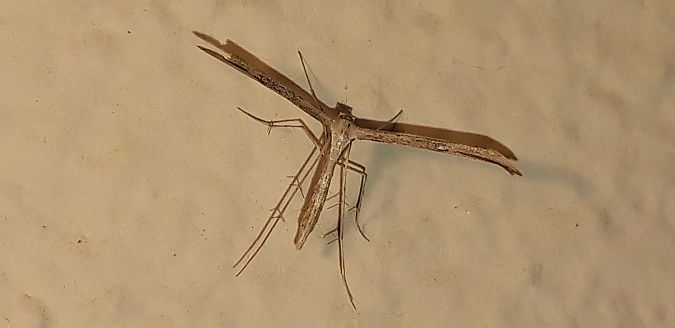 Emmelina monodactyla  - Michele Cento
