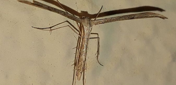 Emmelina monodactyla  - Michele Cento