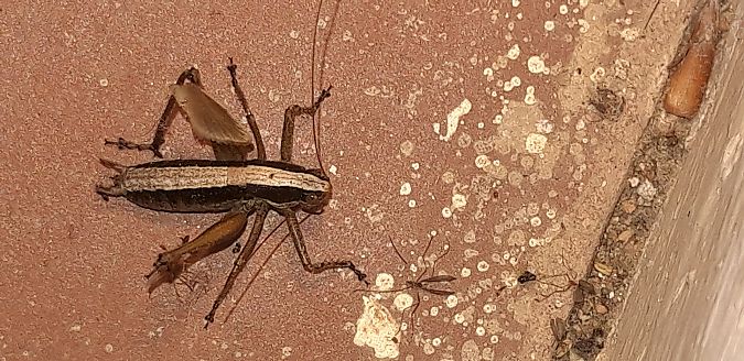 Yersinella raymondii  - Michele Cento