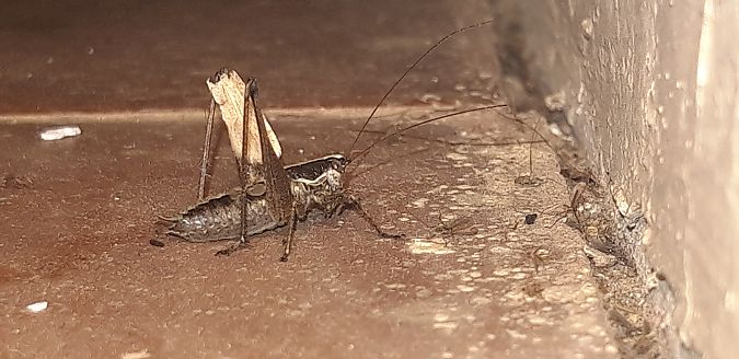 Yersinella raymondii  - Michele Cento