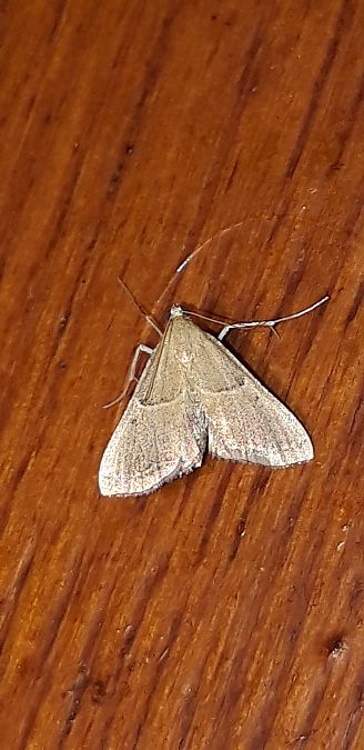 Endotricha flammealis  - Michele Cento