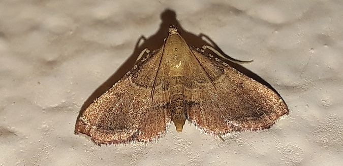 Endotricha flammealis  - Michele Cento
