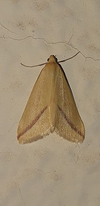 Rhodometra sacraria  - Michele Cento