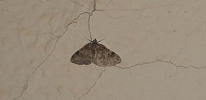 Lobophora halterata  - Michele Cento