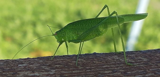 Phaneroptera nana  - Michele Cento