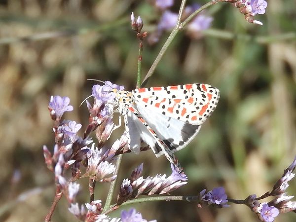 Utetheisa pulchella  - Massimo Tassinari