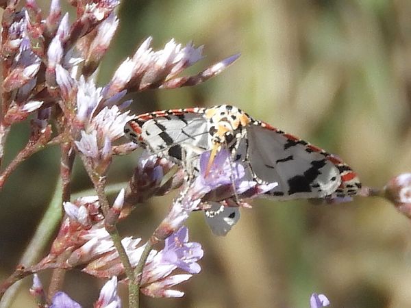 Utetheisa pulchella  - Massimo Tassinari