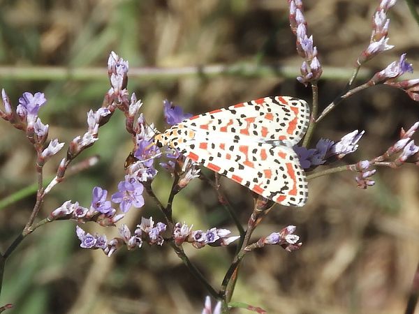 Utetheisa pulchella  - Massimo Tassinari
