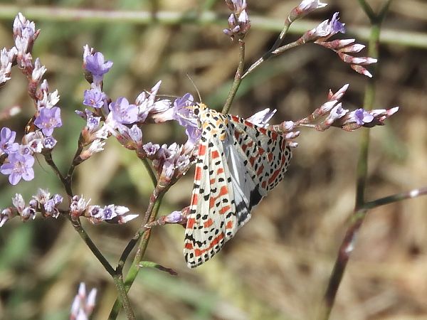 Utetheisa pulchella  - Massimo Tassinari