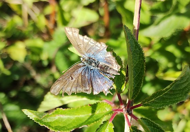 Polyommatus daphnis  - Marco Cortemiglia