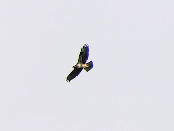 Wespenbussard  - Marek Pacuk