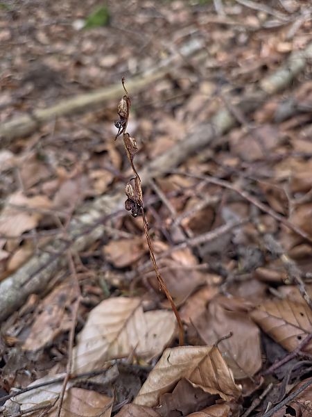 Epipogium aphyllum  - Michel Robin