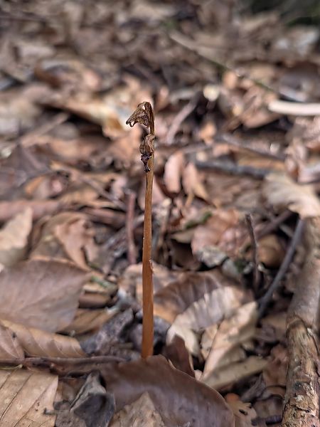 Epipogium aphyllum  - Michel Robin