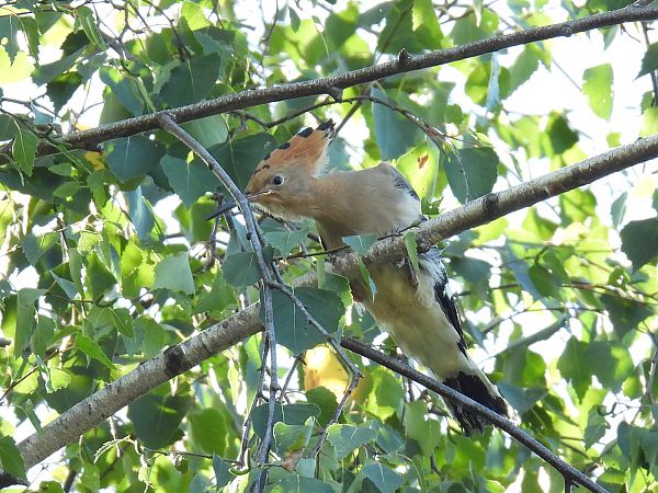 Wiedehopf  - Kacper Mikulski