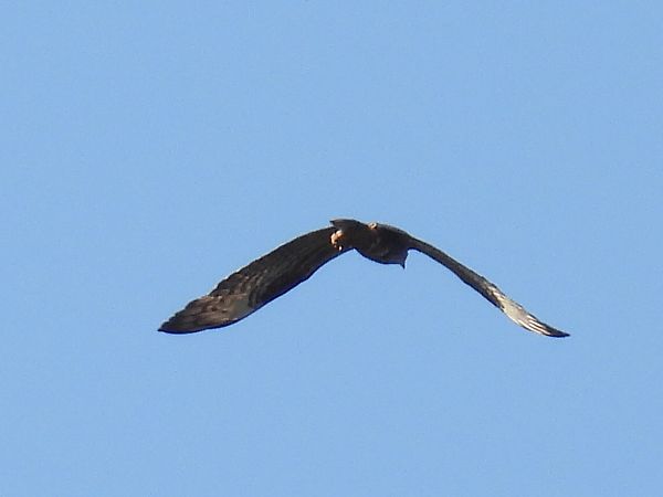 trzmielojad  - Kacper Mikulski