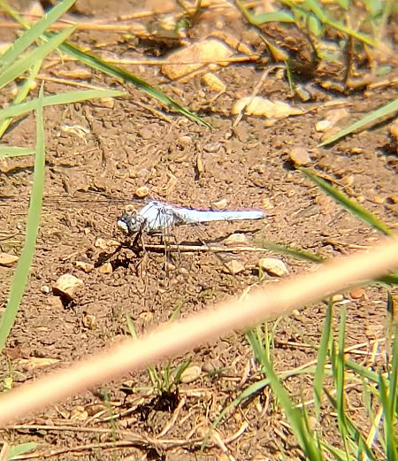 Orthetrum brunneum  - Simone Rizzi