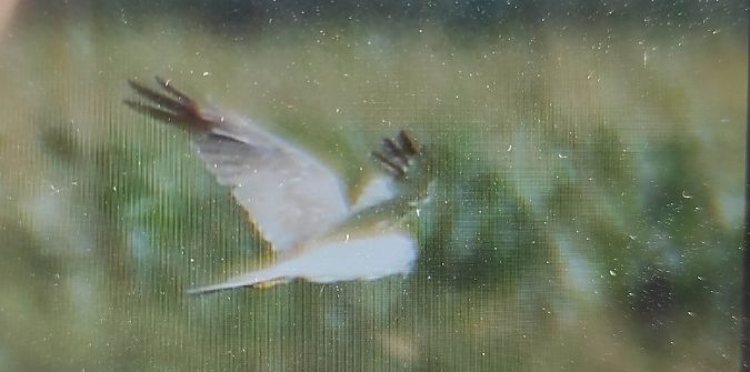 Steppenweihe  - Szymon Kaczmarek