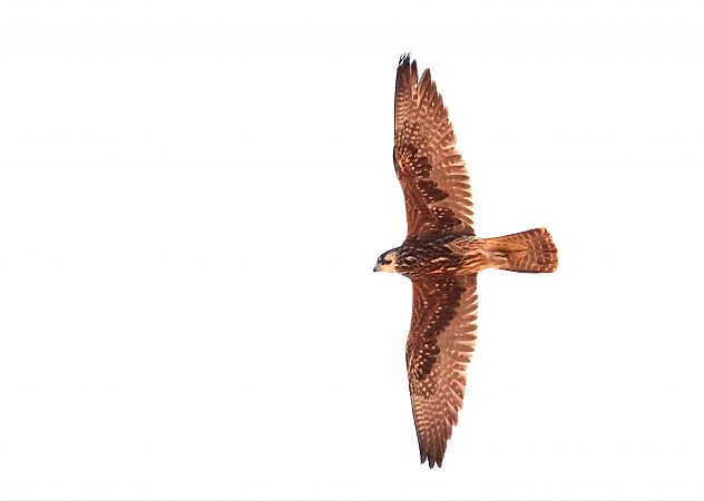 Lanner Falcon  - Lluís Culleré