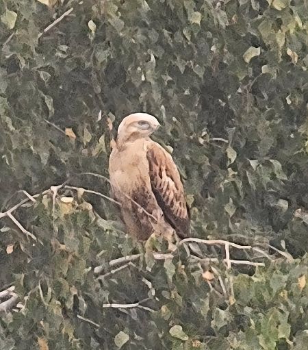 Long-legged Buzzard  - Anna Kaniewska-Skoczylas