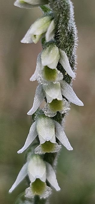 Spiranthes spiralis  - Claire Perrachon
