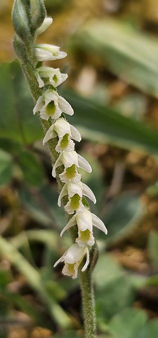 Spiranthes spiralis  - Claire Perrachon