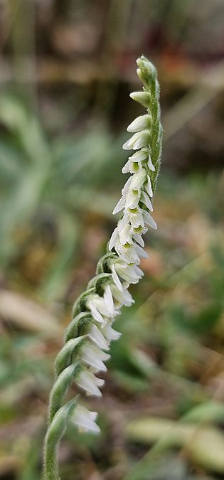 Spiranthes spiralis  - Claire Perrachon