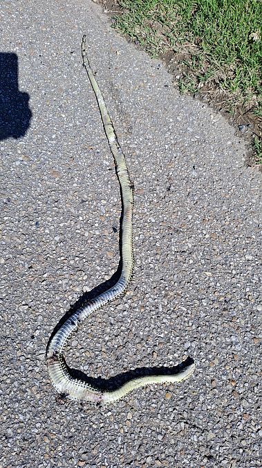 Biacco  - Lorenza Piretta