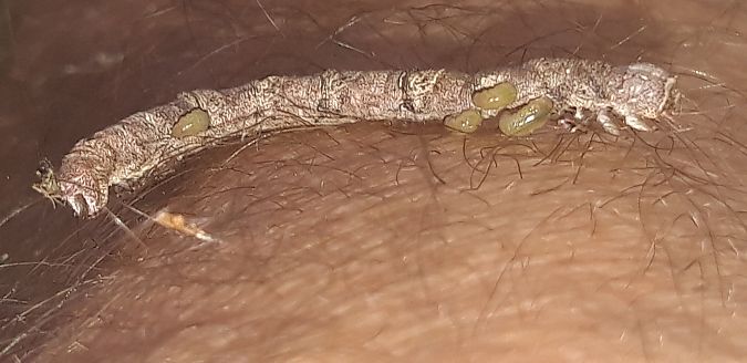 Phigalia pilosaria  - Michele Cento