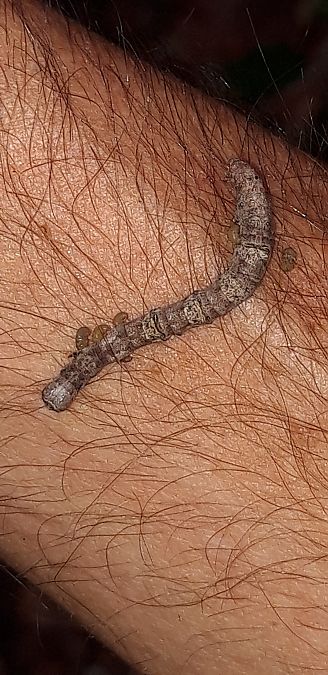 Phigalia pilosaria  - Michele Cento
