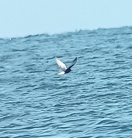 White-winged Tern  - Jakub Topoliński